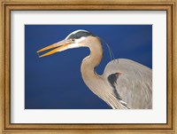 Great Blue Heron bird, Commonwealth Lake Park, Beaverton, Oregon Fine Art Print