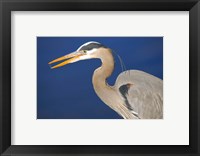 Great Blue Heron bird, Commonwealth Lake Park, Beaverton, Oregon Fine Art Print