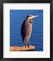 Great Blue Heron in the Rhododendron Garden, Portland, Oregon Fine Art Print