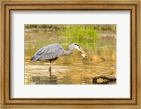 Great Blue Heron bird, William L Finley NWR, OR Fine Art Print