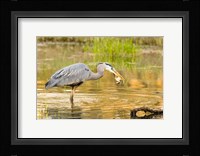 Great Blue Heron bird, William L Finley NWR, OR Fine Art Print
