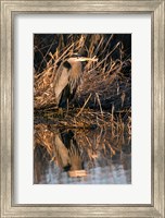 OR, Baskett Slough NWR, Great Blue Heron bird Fine Art Print