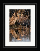 OR, Baskett Slough NWR, Great Blue Heron bird Fine Art Print