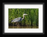 Oregon, Baskett Slough, Great Blue Heron bird Fine Art Print