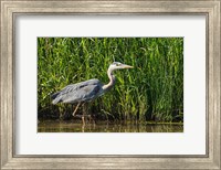 Oregon, Baskett Slough, Great Blue Heron bird Fine Art Print