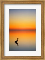 Great Blue Heron at Sunset, Port Aransas, Texas Fine Art Print