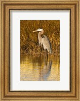 Great Blue Heron standing in Salt Marsh Fine Art Print