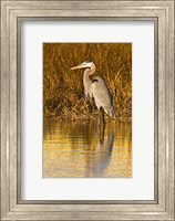 Great Blue Heron standing in Salt Marsh Fine Art Print