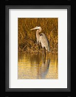 Great Blue Heron standing in Salt Marsh Fine Art Print