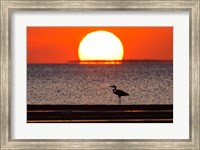 Sunset, Great Blue Heron, Laguna Madre, Texas Fine Art Print