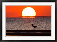 Sunset, Great Blue Heron, Laguna Madre, Texas Fine Art Print