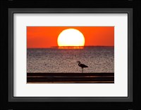 Sunset, Great Blue Heron, Laguna Madre, Texas Fine Art Print