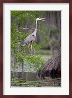 Great Blue Heron bird, Caddo Lake, Texas Fine Art Print