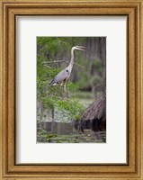 Great Blue Heron bird, Caddo Lake, Texas Fine Art Print