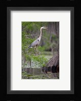Great Blue Heron bird, Caddo Lake, Texas Fine Art Print