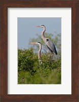 Great Blue Heron, pair in habitat, Texas Fine Art Print