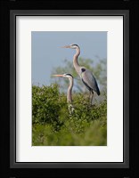 Great Blue Heron, pair in habitat, Texas Fine Art Print