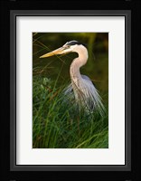 Great Blue Heron, stalking prey in wetland, Texas Fine Art Print