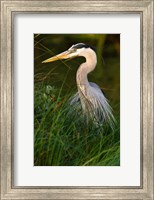 Great Blue Heron, stalking prey in wetland, Texas Fine Art Print
