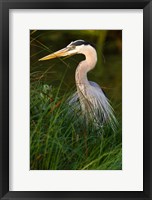 Great Blue Heron, stalking prey in wetland, Texas Fine Art Print