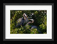 Great Blue Heron, pair in habitat, Texas Fine Art Print