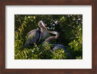 Great Blue Heron, pair in habitat, Texas Fine Art Print