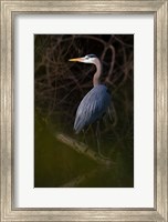 Great Blue Heron roosting, willow trees, Texas Fine Art Print