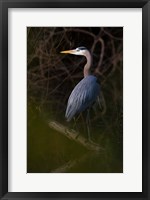 Great Blue Heron roosting, willow trees, Texas Fine Art Print