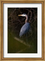 Great Blue Heron roosting, willow trees, Texas Fine Art Print