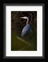 Great Blue Heron roosting, willow trees, Texas Fine Art Print
