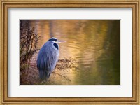 Washington, Seabeck Great Blue Heron bird Fine Art Print