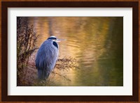 Washington, Seabeck Great Blue Heron bird Fine Art Print