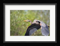 Great Blue Heron (Ardea herodias) with branch in bill, Washington Fine Art Print