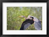 Great Blue Heron (Ardea herodias) with branch in bill, Washington Fine Art Print