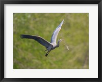 Washington Great Blue Heron flies with branch in its bill Fine Art Print