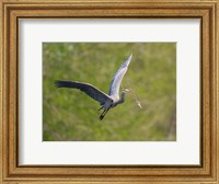 Washington Great Blue Heron flies with branch in its bill Fine Art Print