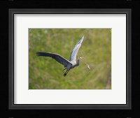Washington Great Blue Heron flies with branch in its bill Fine Art Print