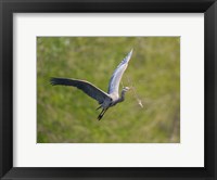 Washington Great Blue Heron flies with branch in its bill Fine Art Print