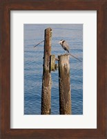 Great Blue Heron bird, Elliott Bay Fine Art Print