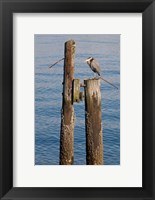 Great Blue Heron bird, Elliott Bay Fine Art Print