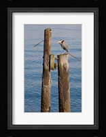 Great Blue Heron bird, Elliott Bay Fine Art Print