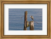 WA, Seattle, Great Blue Heron bird, Elliott Bay Fine Art Print
