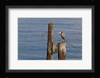 WA, Seattle, Great Blue Heron bird, Elliott Bay Fine Art Print