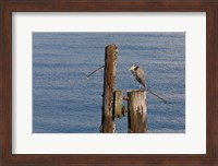 WA, Seattle, Great Blue Heron bird, Elliott Bay Fine Art Print