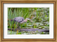 Great Blue Heron bird, Juanita Bay Wetland, Washington Fine Art Print