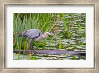 Great Blue Heron bird, Juanita Bay Wetland, Washington Fine Art Print