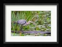 Great Blue Heron bird, Juanita Bay Wetland, Washington Fine Art Print