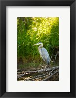 Great Blue Heron, Washington State Fine Art Print