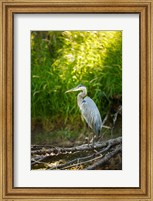 Great Blue Heron, Washington State Fine Art Print