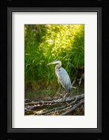 Great Blue Heron, Washington State Fine Art Print